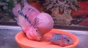Male And Female Flowerhorn Flowerhorn Fish Beautiful Fish Fish Care
