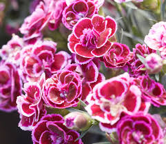 14 Sun Loving Perennials Anyone Can Grow Costa Farms