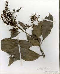 Image result for Aporrhiza