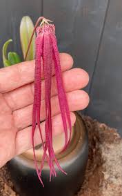 Image result for Bulbophyllum humblotii
