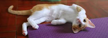 Colorpoint shorthairs should be long and lean. Colorpoint Shorthair Cat Breed Facts And Personality Traits Hill S Pet