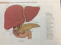 To this end it contains helpful algorithms for diagnosing and treating common diseases. Figure 22 10 Relations Of The Liver Gallbladder Chegg Com