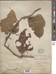 Image result for Aristolochia promissa