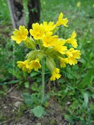 Tutti i nomi dei fiori. Nomi E Immagini Di Tutti Fiori