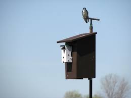 Check spelling or type a new query. 27 02 Mb How To Use Hironbec Pendulums To Protect Nesting Tree Swallows From House Sparrows Download Lagu Mp3 Gratis Mp3 Dragon