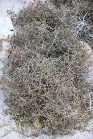 Image result for Lycium schizocalyx