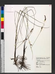 Image result for Rhynchospora rugosa