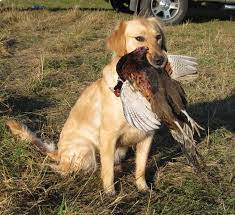 The Best 10 Duck Hunting Dogs You Can Find Today 2019 Edition Gearhunts