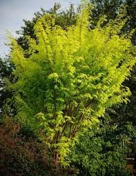 PlantFiles Pictures: Zelkova, Japanese Grey-Bark Elm, Japanese Zelkova 'Ogon' (<i>Zelkova serrata</i>) by Kell