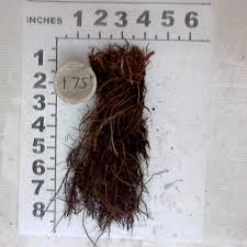 Image result for Dicliptera pumila