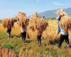 Image of Rice farming in Cambodia