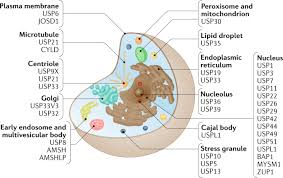 When you set up direct deposit for a new job, your employer will ask you for the routing number and account number from your bank account. Breaking The Chains Deubiquitylating Enzyme Specificity Begets Function Nature Reviews Molecular Cell Biology