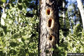 Damage from pileated woodpeckers can be quite extensive. Got Pests