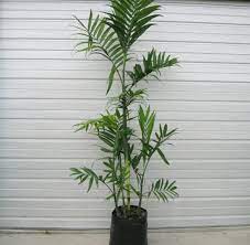 Ciri Ciri Dan Jenis Jenis Pohon Palem Bibitbunga Com