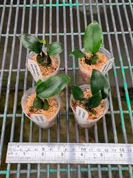 Image result for Oeceoclades saundersiana