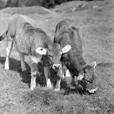 Maybe you would like to learn more about one of these? 14 Kuhe Ideen Kuhe Historische Bilder Tiere