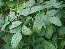 Image result for Vigna pygmaea