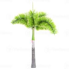 Image result for Wodyetia