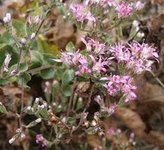 Image result for Microchloa afra