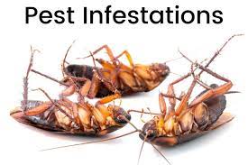 Affordable pest provides complete termite and pest control services in vir.ginia, maryland and the district of columbia. Pest Control Mount Pleasant Leading Termite Exterminators