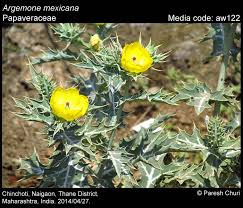 Image result for Papaveraceae