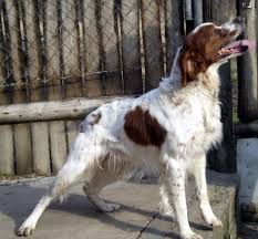 Image result for bretanský dlouhosrstý ohař