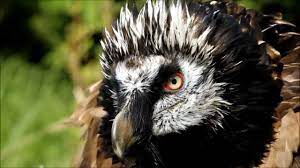 Denumeste fiecare organ de simt din imagini si simtul corespunzator acestuia,nasul, ochii, mâna gură ,urechile. Top 10 Animale DispÄrute Din Romania