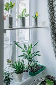 Diy Fensterregal Wie Du Deinen Pflanzen Einen Hellen Platz In Dunkeln Raumen Schaffst Tageslichtlampen Fenster Regal