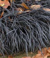 Image result for Ophiopogon
