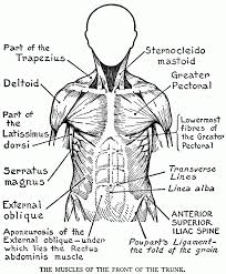 Molly smith dipcnm, mbant • reviewer: The Muscular System Coloring Pages Coloring Home