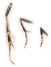 Image result for Mompha miscella