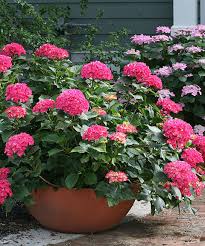 Pinterest Hydrangea Macrophylla Bigleaf Hydrangea Perennial Plants