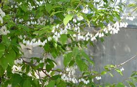 Image result for Halesia