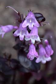 The rich lavender purple flowers with pure white interiors are held above the foliage by tall dark stems. Buy Midnight Masquerade Penstemon Plants Free Shipping 1 Gallon Size For Sale Online From Wilson Bros Gardens