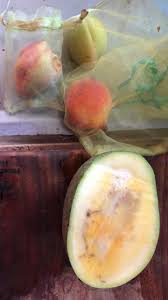 Image result for Rawsonia