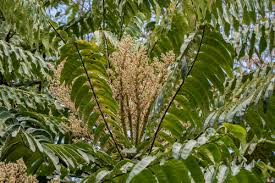 Image result for Polyscias fulva