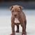 Mixed Blue Pitbull Red Nose Pitbull