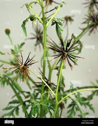 Image result for Bidens bipinnata