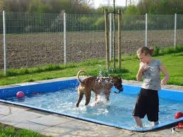 English Boxer Nothilfe Deutschland Ev Boxerhof Dog Pool Dog Daycare Dog Yard