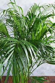 Image result for Dypsis