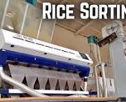 Rice Sorting | Improving Rice Quality With Sorting Machine