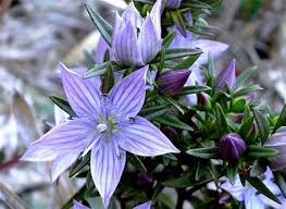 Image result for Swertia tetrandra