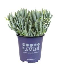 Image result for Senecio greenwayi