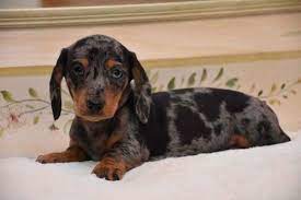 Dogs for sale near springfield, illinois dogs near springfield, il. Dachshund Puppies For Sale Springfield Il 212537