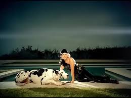 Lady gaga is offering $500,000 for the return of her two french bulldogs after someone stole them and shot the man who walked her dogs. Lady Gaga Age Lady Gaga Great Danes