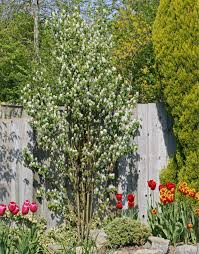 Amelanchier Alnifolia Obelisk Zeichnet Sich Durch Einen Schlanken Saulenformigen Wuchs Aus In 2020 Gartendesign Ideen Straucher Garten Kleine Baume