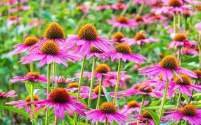 It's good for your plants and means more flowers for you. 27 Gorgeous Coneflower Echinacea Varieties To Grow Gardening Chores
