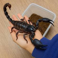 This Asian forest scorpion (Heterometrus sp.) is patiently waiting your  arrival at Science Saturday: Bug Day taking place Saturday, February 7 from  10 a.m. to 4 p.m. right here at VMNH!