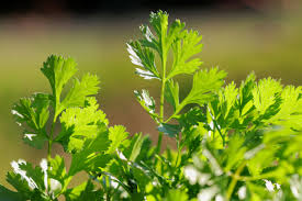 Coriander is native to southwestern asia west to north africa. How To Grow And Use Cilantro