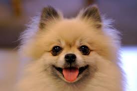 smiling pomeranian pomeranya kopek hayvanlar